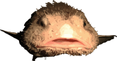 blobfish.png